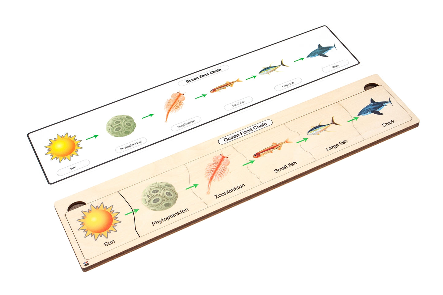 Ocean Food Chain Puzzle