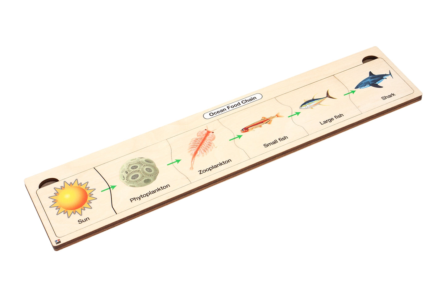 Ocean Food Chain Puzzle
