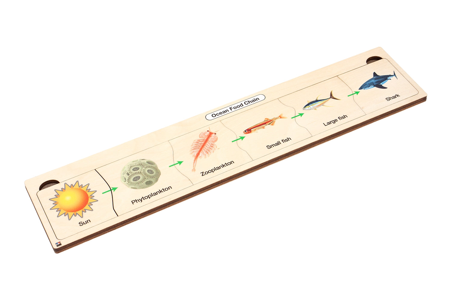 Ocean Food Chain Puzzle
