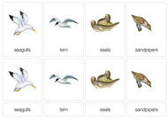 Life by the Sea Nomenclature Cards (3-6) (Printed)