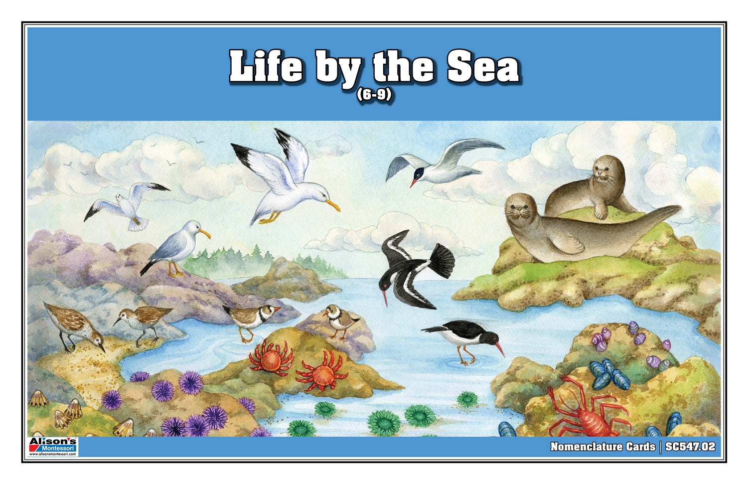 Life by the Sea Nomenclature Cards (6-9) (Printed)