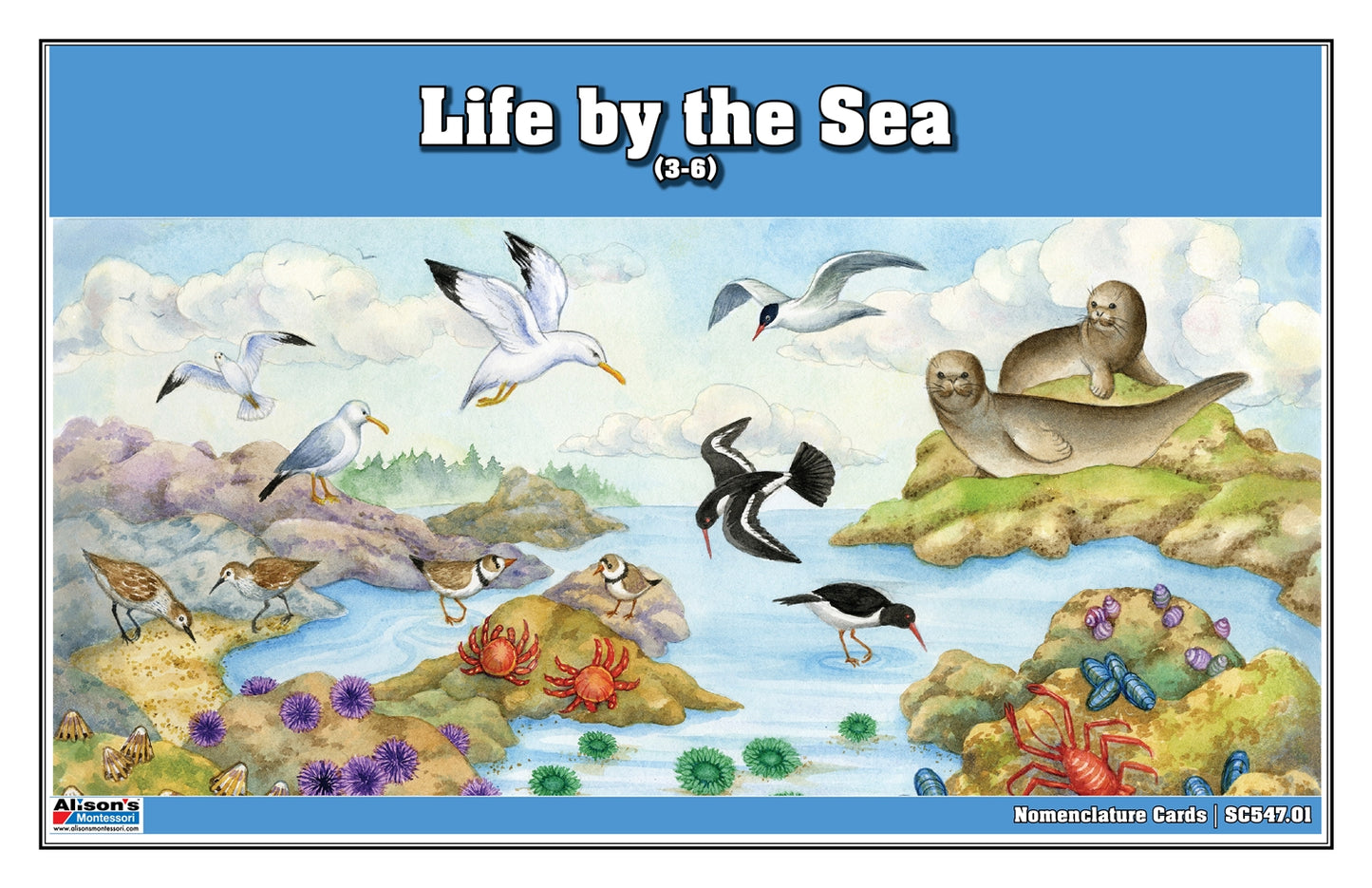 Life by the Sea Puzzle with Nomenclature Cards (3-6) (Printed)