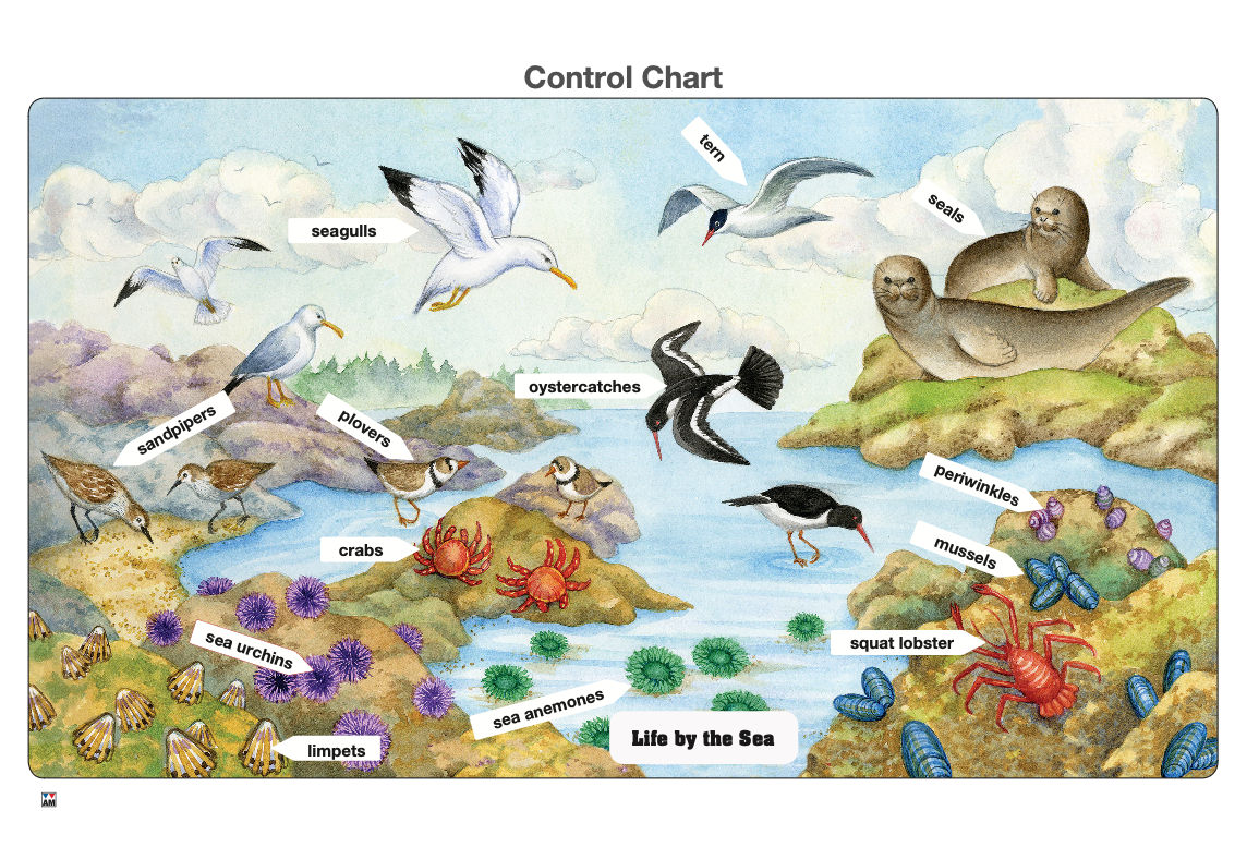 Life by the Sea Puzzle with Nomenclature Cards (6-9) (Printed)