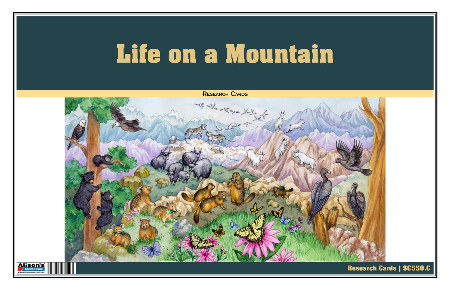 Life on a Mountain Chart