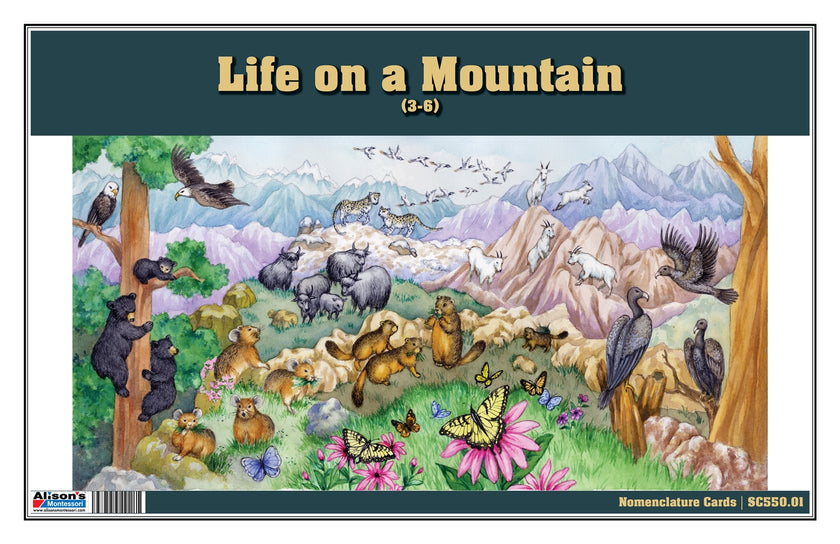 Life on a Mountain Nomenclature Cards (3-6) (Printed)
