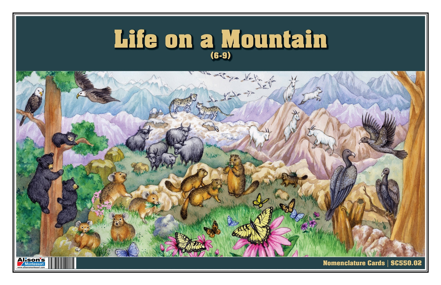 Life on a Mountain Nomenclature Cards (6-9) (Printed)