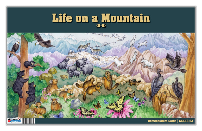Life on a Mountain Nomenclature Cards (6-9) (Printed)