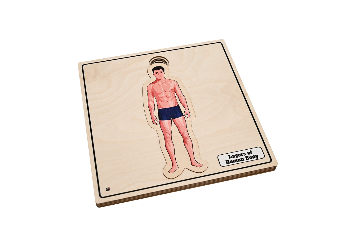 Layers of Human Body Puzzle