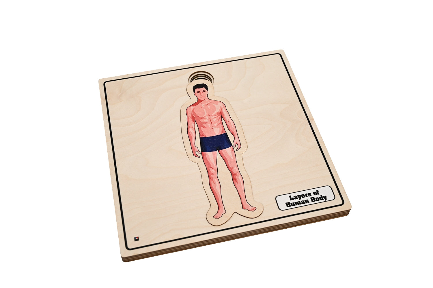 Layers of Human Body Puzzle