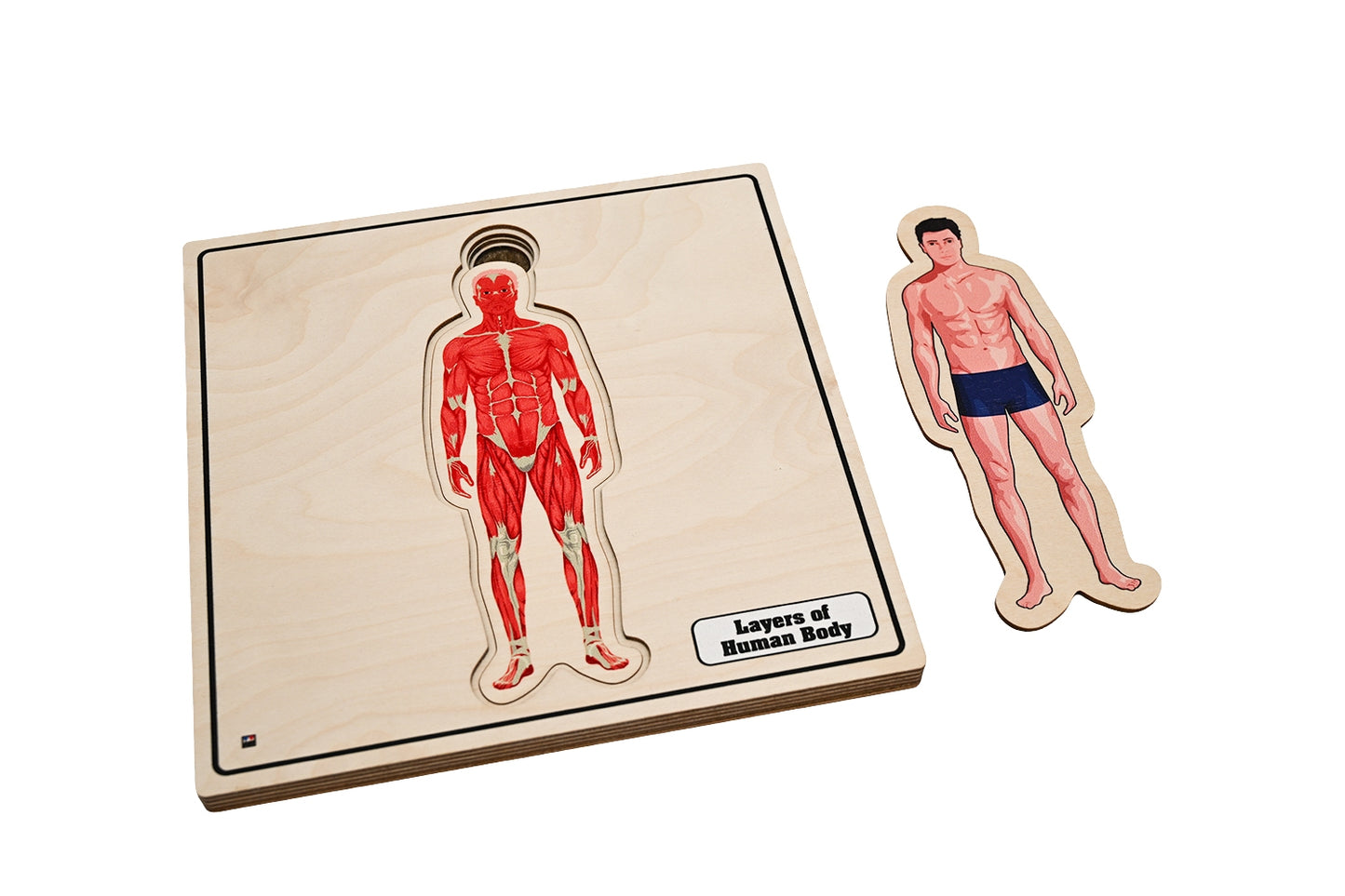 Layers of Human Body Puzzle