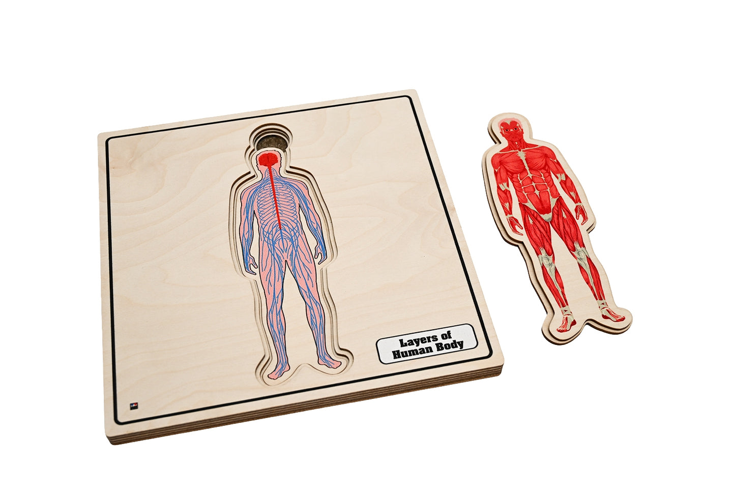 Layers of Human Body Puzzle