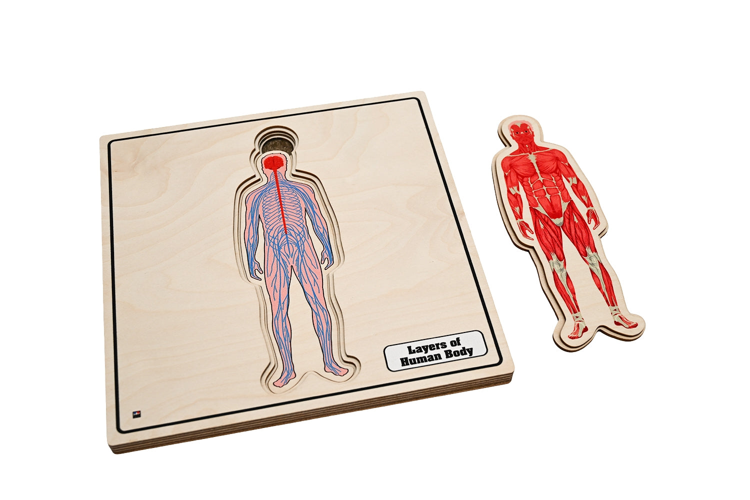 Layers of Human Body Puzzle