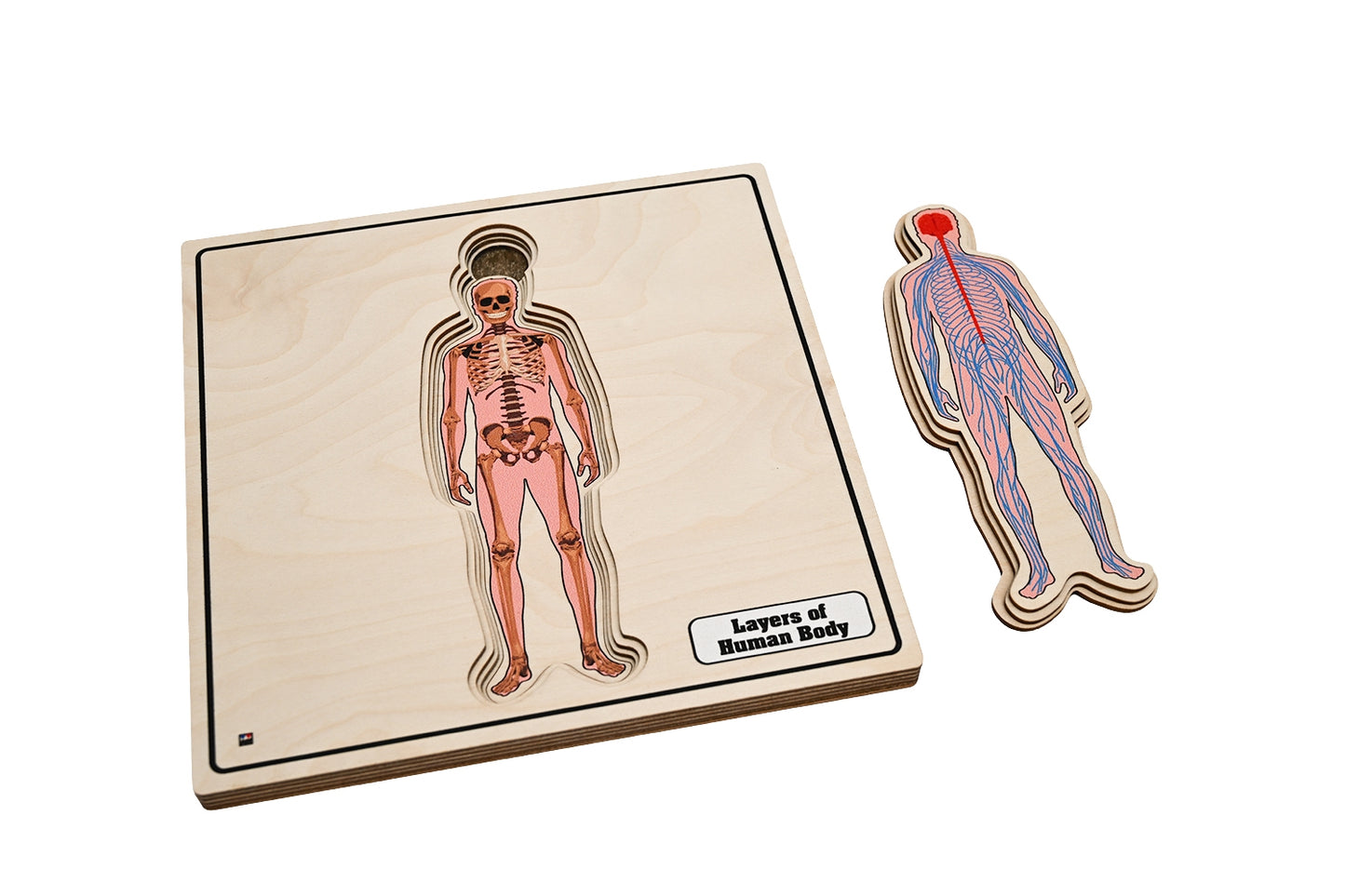 Layers of Human Body Puzzle