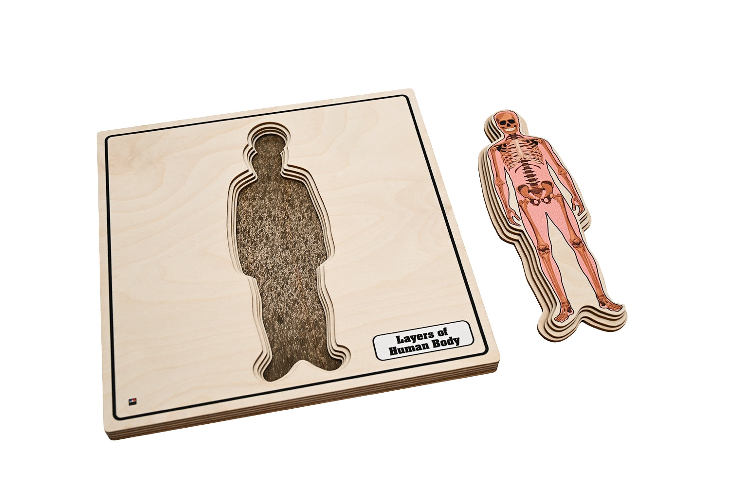 Layers of Human Body Puzzle