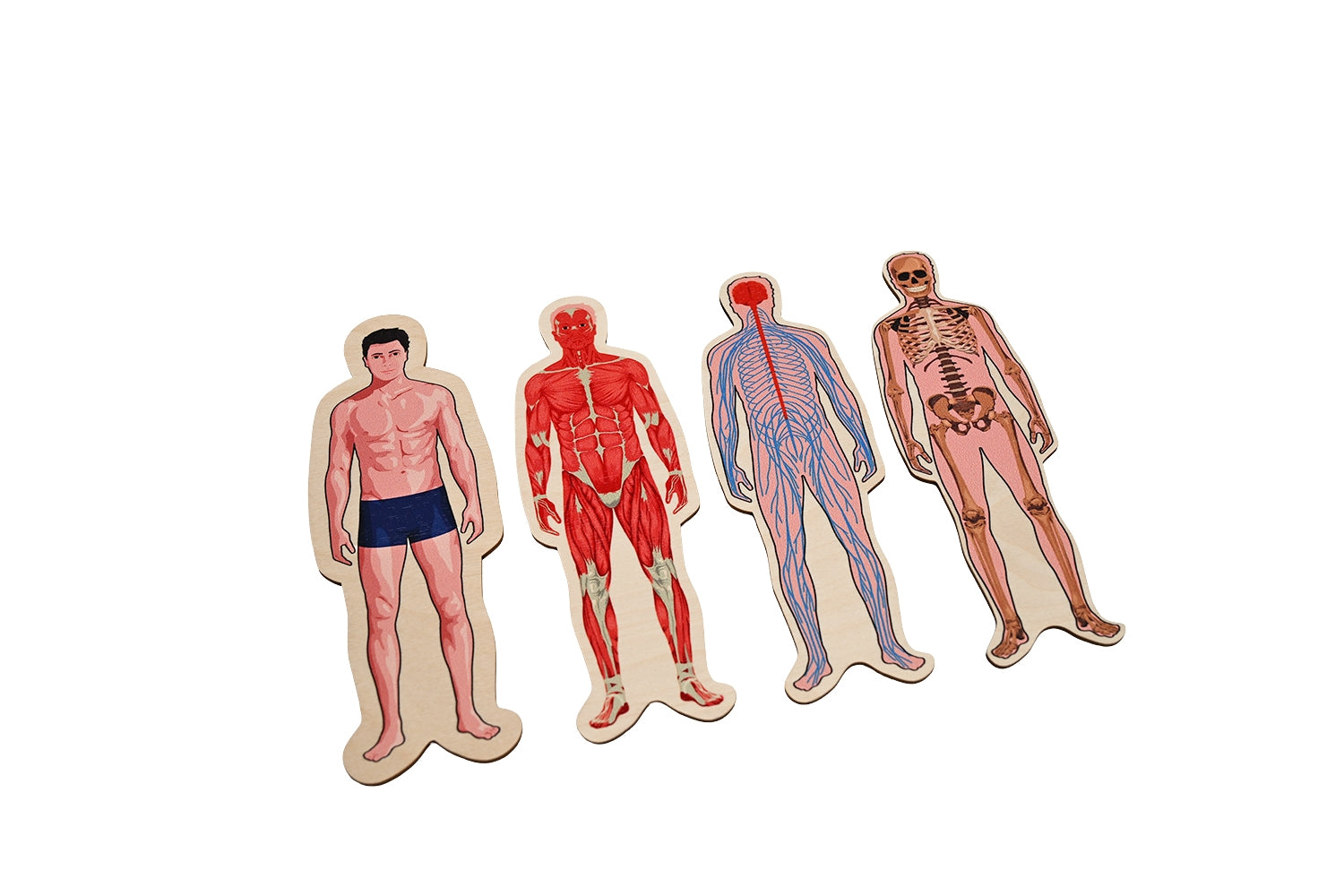 Layers of Human Body Puzzle