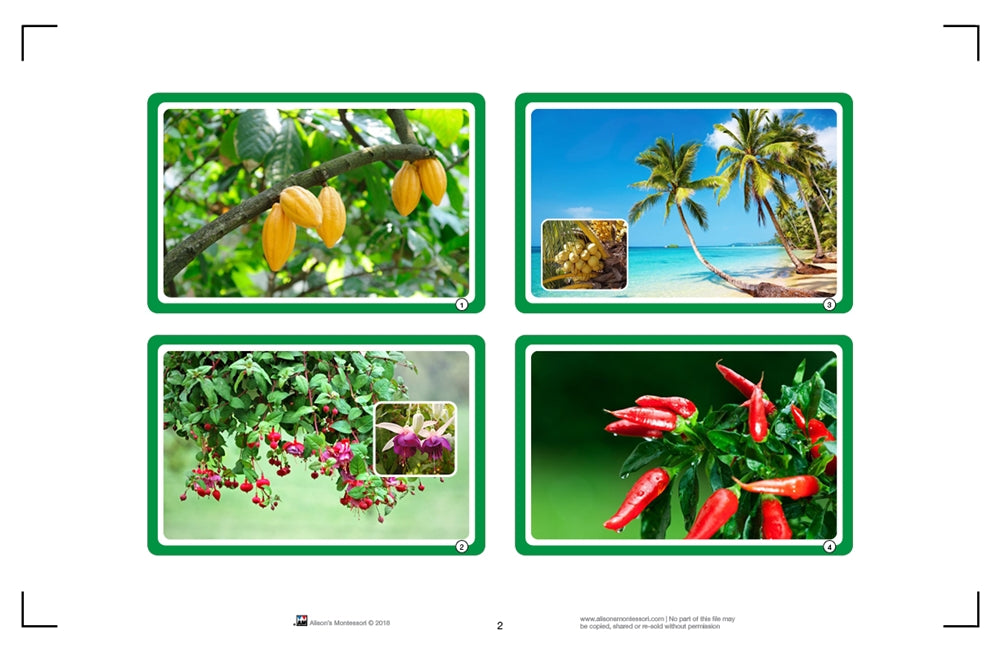 Who am I? Plant Cards (Printed)