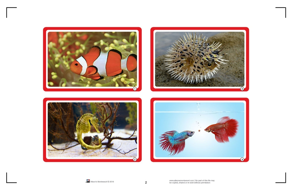 Who am I? Animal Cards (Printed)
