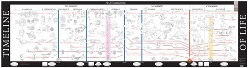 Timeline of Life - Working Copy
