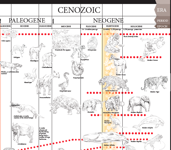 Timeline of Life - Working Copy