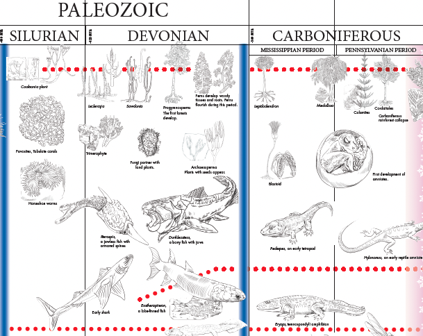 Timeline of Life - Working Copy