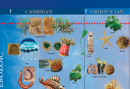 Timeline of Life (Printed on Cloth)