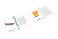 Stages of Progression of Civilization (Printed Booklets)