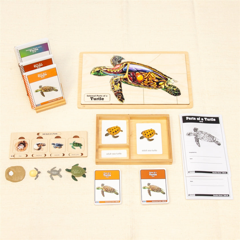 Unit Study: Turtle (Ages 3-9)