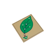 Parts of a Leaf Puzzle (Premium Quality)