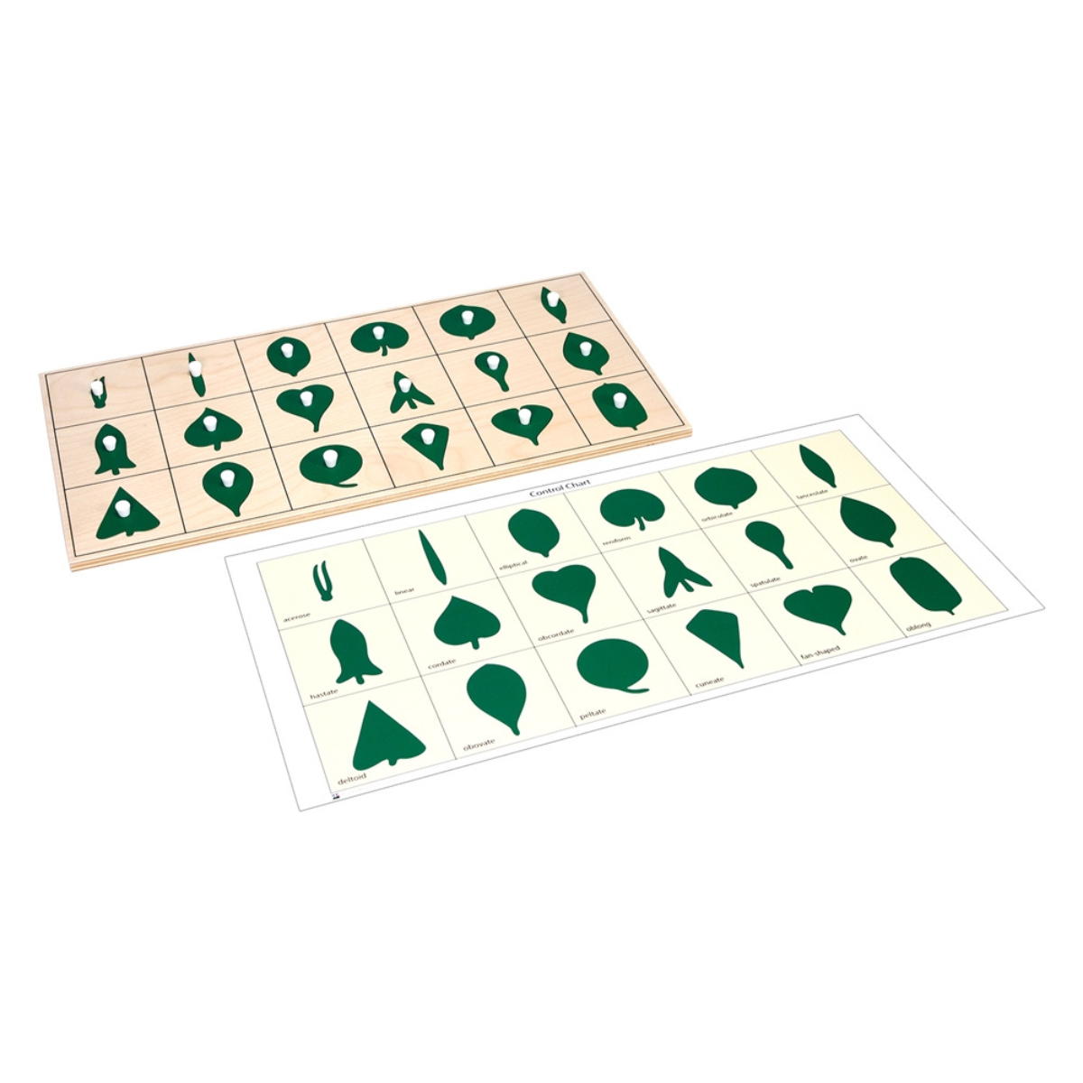 Botany Leaf Shapes Puzzle and Control Chart (Premium Quality)