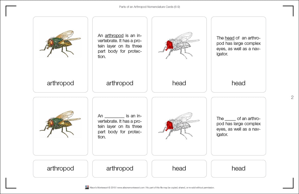Parts of an Arthropod Nomenclature Cards (6-9) (Printed)