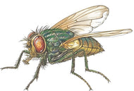 Parts of an Arthropod Nomenclature Cards (6-9) (Printed)