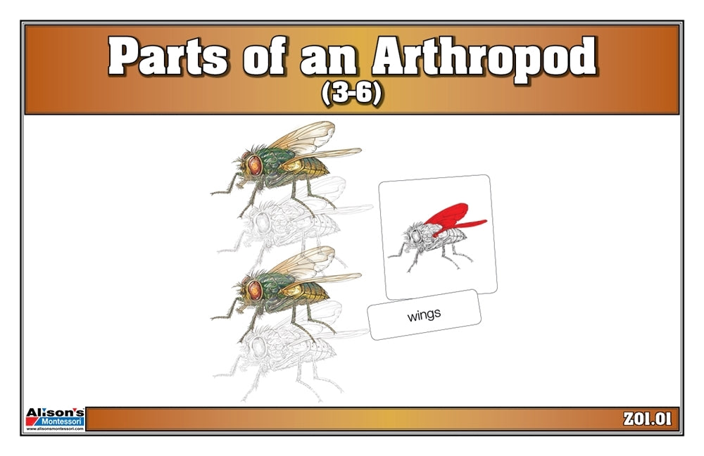 Parts of an Arthropod Puzzle with Nomenclature Cards (3-6)