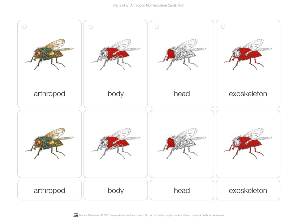 Parts of an Arthropod Puzzle with Nomenclature Cards (3-6)