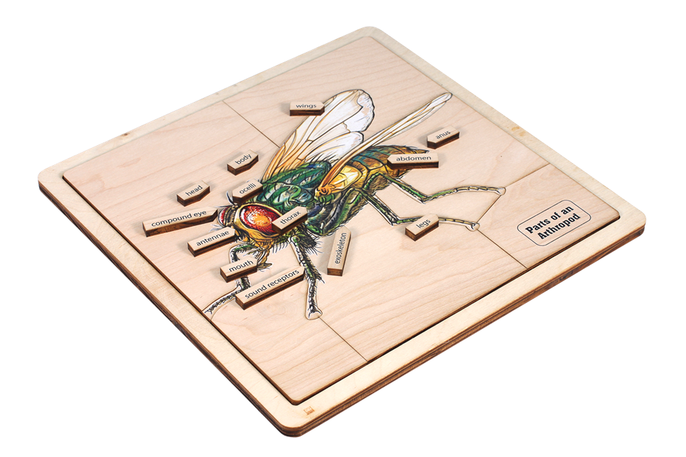 Parts of an Arthropod Puzzle with Nomenclature Cards (6-9)