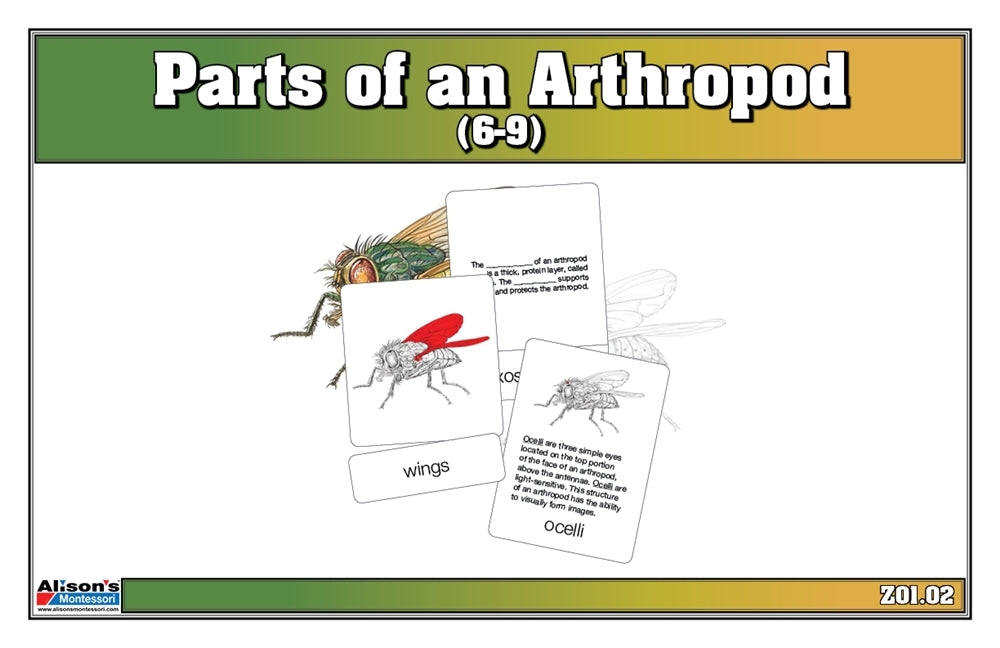 Parts of an Arthropod Puzzle with Nomenclature Cards (6-9)