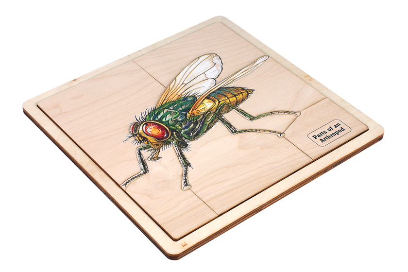 Parts of an Arthropod Puzzle