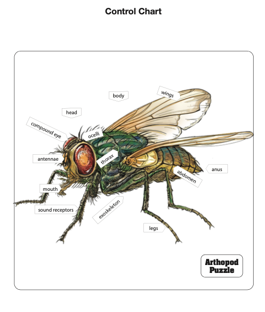 Parts of an Arthropod Puzzle