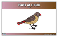 Parts of a Bird Nomenclature Cards (3-6) (Printed)
