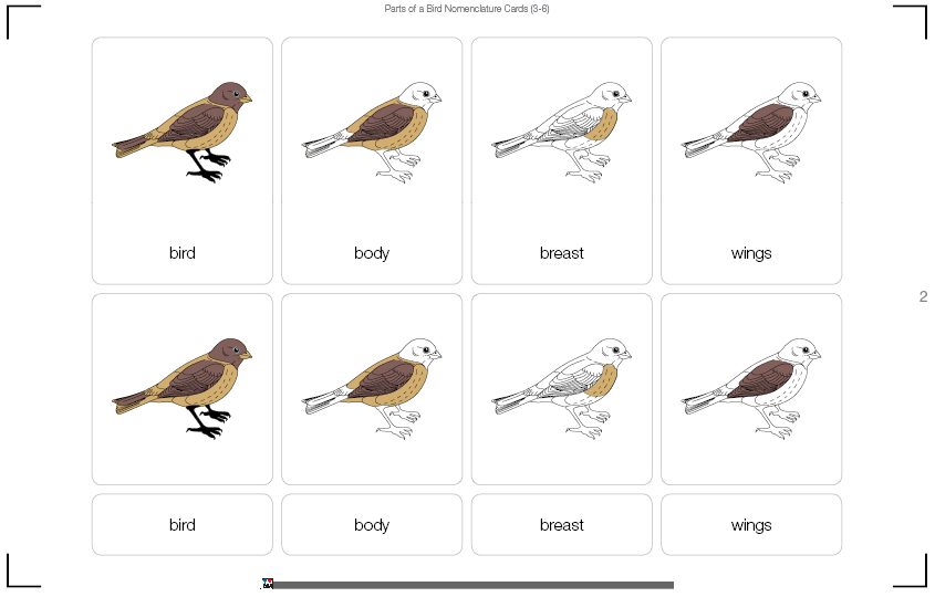 Parts of a Bird Nomenclature Cards (3-6) (Printed)