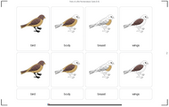 Parts of a Bird Nomenclature Cards (3-6) (Printed)