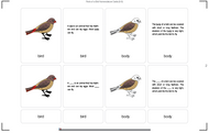 Parts of a Bird Nomenclature Cards (6-9) (Printed)