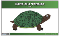 Parts of a Tortoise Nomenclature Cards (3-6) (Printed)