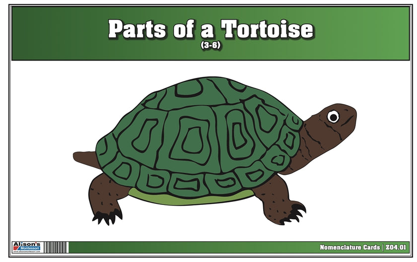 Parts of a Tortoise Nomenclature Cards (3-6) (Printed)