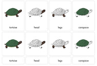 Parts of a Tortoise Nomenclature Cards (3-6) (Printed)