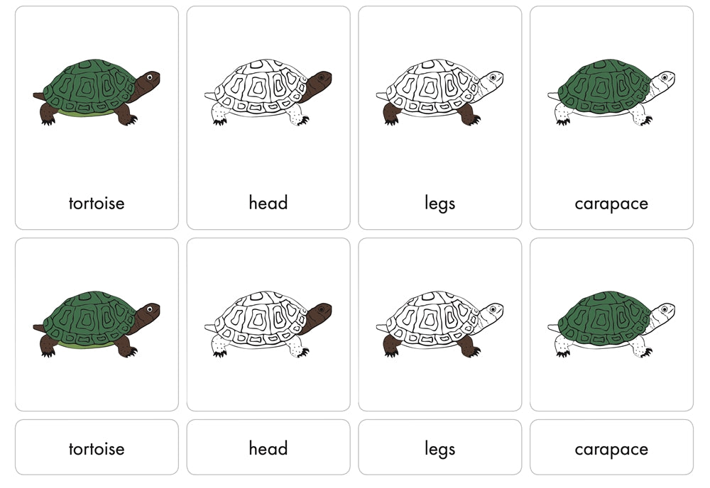 Parts of a Tortoise Nomenclature Cards (3-6) (Printed)