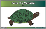 Parts of a Tortoise Nomenclature Cards (6-9) (Printed)