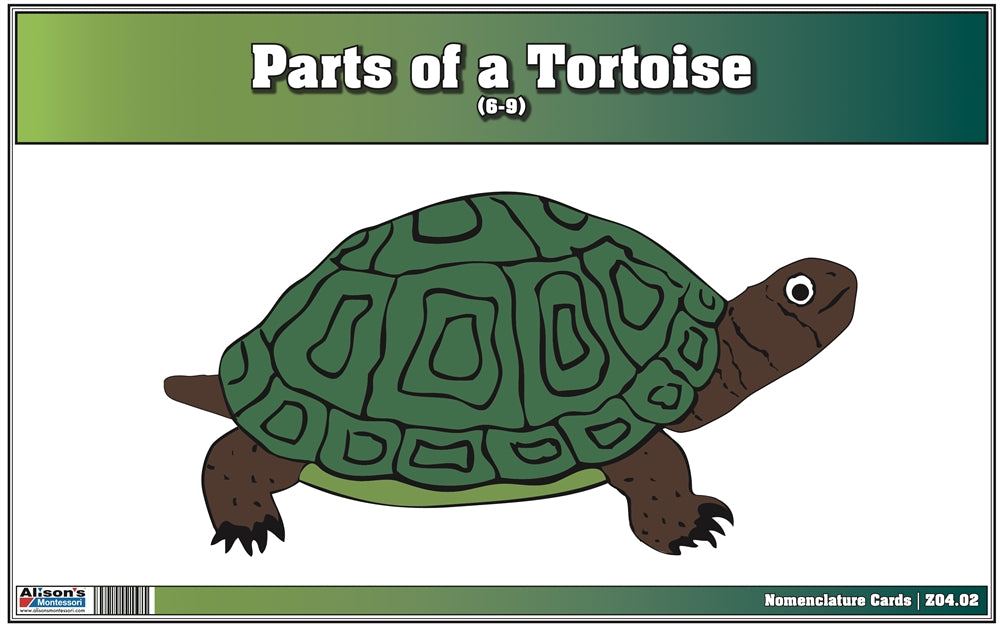 Parts of a Tortoise Nomenclature Cards (6-9) (Printed)