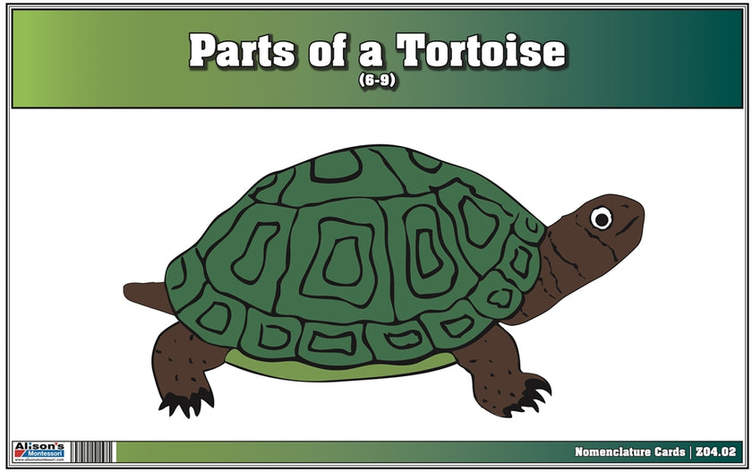 Parts of a Tortoise Nomenclature Cards (6-9) (Printed)