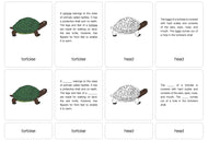 Parts of a Tortoise Nomenclature Cards (6-9) (Printed)