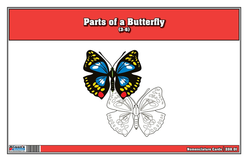 Parts of a Butterfly Nomenclature Cards (6-9) (Printed)